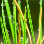 Primo piano macro di fili d'erba di Lolium perenne (ryegrass) sani e verdi accanto a fili secchi e gialli, a simboleggiare la resistenza alla siccità ottenuta tramite l'espressione del gene RD29A-IPT. Obiettivo macro 100mm, alta definizione, illuminazione controllata laterale che evidenzia le gocce di rugiada sui fili verdi e la texture secca di quelli gialli, sfondo naturale sfocato.