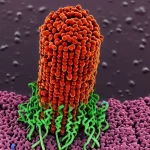 Immagine fotorealistica di batteri Vibrio cholerae al microscopio elettronico, con un focus su una struttura proteica stilizzata (OmpV) sulla membrana esterna che interagisce con molecole di peptide antimicrobico (Polimixina B). Obiettivo macro 105mm, alta definizione, illuminazione scientifica controllata, profondità di campo ridotta.