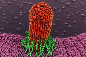 Immagine fotorealistica di batteri Vibrio cholerae al microscopio elettronico, con un focus su una struttura proteica stilizzata (OmpV) sulla membrana esterna che interagisce con molecole di peptide antimicrobico (Polimixina B). Obiettivo macro 105mm, alta definizione, illuminazione scientifica controllata, profondità di campo ridotta.