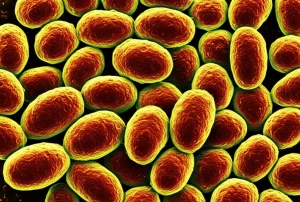 Immagine microscopica ad alta risoluzione di batteri Klebsiella pneumoniae, evidenziando la loro struttura. Illuminazione scientifica, obiettivo macro 100mm, alta definizione per mostrare dettagli cellulari, sfondo scuro per contrasto.
