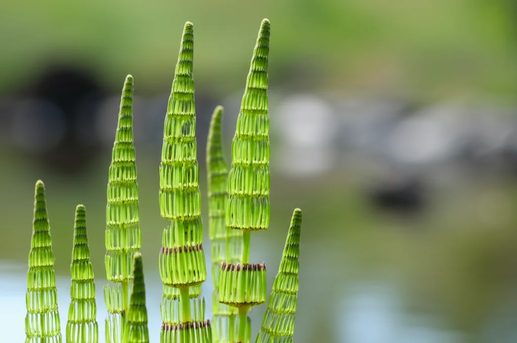 Un fascio di steli verdi di Equiseto (Equisetum arvense L.) in primo piano, su uno sfondo leggermente sfocato che suggerisce un ambiente naturale o di laboratorio, luce naturale morbida, lente prime 35mm, alta definizione, focus sulla texture della pianta.