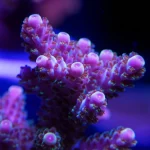 Macro fotografia ad alta definizione di un corallo Acropora hyacinthus sano e vibrante in primo piano, obiettivo macro 100mm, illuminazione controllata che ne esalta i colori rosa e viola e la texture complessa dei polipi, simbolo di resilienza e bellezza della barriera corallina.