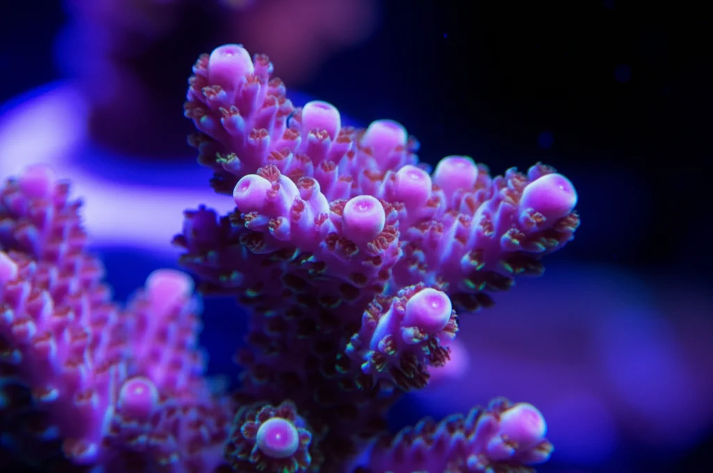 Macro fotografia ad alta definizione di un corallo Acropora hyacinthus sano e vibrante in primo piano, obiettivo macro 100mm, illuminazione controllata che ne esalta i colori rosa e viola e la texture complessa dei polipi, simbolo di resilienza e bellezza della barriera corallina.