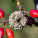Primo piano di una galla di Rosa canina attaccata a un ramo, con frutti rossi sfocati sullo sfondo. Obiettivo macro 105mm, alta definizione, messa a fuoco precisa sulla struttura complessa e legnosa della galla, luce naturale morbida.