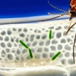 Immagine fotorealistica macro, obiettivo 90mm, che mostra una sezione trasversale di nanofibre bianche porose con batteri Pseudomonas aeruginosa incapsulati (visibili come piccole forme a bastoncello), accanto a una larva di zanzara Aedes aegypti in acqua limpida; alta definizione, illuminazione da studio controllata per evidenziare le texture.