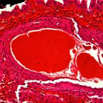 Immagine macro fotorealistica di una sezione trasversale di radice aortica di topo colorata con Oil Red O, che mostra placche aterosclerotiche rosse brillanti all'interno della parete arteriosa. Illuminazione controllata, obiettivo macro 100mm, alta definizione, messa a fuoco precisa sui dettagli della placca.