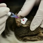 Primo piano macro di un veterinario che esegue delicatamente una puntura sull'orecchio di un gatto calmo per raccogliere una goccia di sangue con un dispositivo VAMS. Illuminazione controllata, alta definizione, obiettivo macro 100mm, focus preciso sulla goccia di sangue e sul dispositivo.