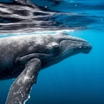 Immagine fotorealistica subacquea di una balena grigia che nuota in acque oceaniche limpide, la luce solare filtra dalla superficie creando raggi luminosi, evidenziando la texture della pelle e la maestosità dell'animale, obiettivo teleobiettivo 200mm, tracciamento del movimento, fast shutter speed.