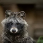 Primo piano ritratto fotografico di un cane procione (Nyctereutes procyonoides) che guarda curioso verso la camera, obiettivo 50mm, luce naturale morbida del tardo pomeriggio, sfondo leggermente sfocato (profondità di campo), dettagli nitidi del pelo e degli occhi.