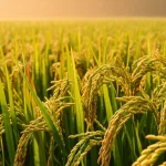 Campo di riso (Oryza sativa) maturo sotto un sole cocente, alcune piante appaiono visibilmente più verdi e robuste di altre, simboleggiando la resilienza e la tolleranza al calore acquisita. Obiettivo macro 90mm, luce naturale intensa ma controllata per non sovraesporre, alta definizione dei chicchi dorati e delle foglie verdi, leggero effetto foschia da calore sullo sfondo.