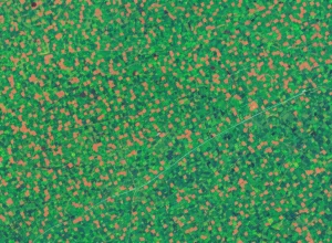 Immagine satellitare Sentinel-2 ad alta risoluzione che mostra un mosaico di campi agricoli europei con diverse colture in vari stadi di crescita, colori vividi. Obiettivo simulato da satellite, alta risoluzione, dettagli nitidi del terreno, luce solare diretta, stile fotorealistico.