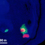 Visualizzazione al microscopio a fluorescenza del cervello di fringuello zebra che mostra l'attività del gene FOXP2 nell'Area X. Obiettivo macro 90mm, alta definizione, illuminazione da laboratorio controllata, con neuroni marcati per FOXP2 (verde) e un gene bersaglio come CASK (rosso) su sfondo blu (DAPI).
