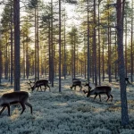 Fotografia paesaggistica, grandangolo 20mm, foresta boreale svedese gestita per uso multiplo, alberi di pino silvestre ben distanziati (strategia CWL) che permettono alla luce solare di raggiungere il suolo ricco di licheni argentati, alcune renne pascolano pacificamente tra gli alberi, luce dorata del tardo pomeriggio che crea lunghe ombre, messa a fuoco nitida su tutta la scena.