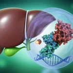 Immagine concettuale fotorealistica: un fegato di persico trota stilizzato ma realistico al centro, con una molecola SIRT7 (struttura proteica complessa, luminosa, colore verde) che interagisce con una molecola RELA (struttura proteica simile, luminosa, colore rosso) legata a un filamento di DNA (bluastro) all'interno di un nucleo cellulare semi-trasparente visibile nel fegato. Una piccola sfera luminosa (gruppo acetile) si stacca da RELA vicino a SIRT7. Sullo sfondo, un ambiente acquatico verde-blu sfocato. Lente prime 35mm, profondità di campo ridotta per focalizzare sull'interazione molecolare nel nucleo, toni blu e verde duotone per un effetto scientifico ma accattivante.