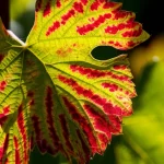 Primo piano fotorealistico di una foglia di vite Merlot che mostra i sintomi della Macchia Rossa (GRBV), con aree rosse irregolari tra le venature verdi, lente macro 100mm, alta definizione, messa a fuoco precisa sui dettagli della malattia virale, luce naturale laterale che accentua la texture.