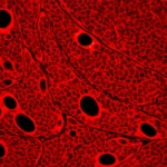Immagine microscopica ad alta risoluzione di podociti renali, 60mm macro lens, con evidenza di danno cellulare da LPS (simulazione di sepsi) e intervento protettivo mediato da CIAPIN1, illuminazione drammatica che evidenzia le strutture cellulari, alta definizione.