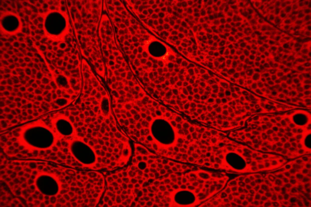 Immagine microscopica ad alta risoluzione di podociti renali, 60mm macro lens, con evidenza di danno cellulare da LPS (simulazione di sepsi) e intervento protettivo mediato da CIAPIN1, illuminazione drammatica che evidenzia le strutture cellulari, alta definizione.