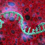 Immagine concettuale ad alta definizione, macro lens 100mm, che illustra la proteina Neurog2 interagente con il DNA all'interno di una cellula tumorale prostatica, con focus preciso sull'interazione molecolare sotto illuminazione controllata, simboleggiando la scoperta di un nuovo bersaglio terapeutico.