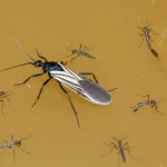 Fotografia macro di un insetto acquatico predatore, forse una Notonectidae o un Dytiscidae, che si avvicina a larve di zanzara Anopheles in una pozza d'acqua torbida. Obiettivo macro 100mm, alta definizione, messa a fuoco precisa, illuminazione controllata per evidenziare i dettagli degli insetti e la texture dell'acqua, ambientazione naturale del Burkina Faso.