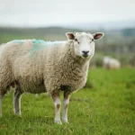 Primo piano fotorealistico di una pecora di razza NWS (Norwegian White Sheep) in un pascolo verde lussureggiante sotto un cielo leggermente nuvoloso. Obiettivo da ritratto 85mm, profondità di campo ridotta per sfocare lo sfondo, luce naturale morbida del mattino, alta definizione del vello bianco.