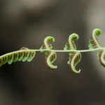 Fotografia macro ad alta definizione di una fronda fertile di Pteris cretica, obiettivo 85mm, che mostra chiaramente le spore lineari marroni sotto il margine ripiegato, su uno sfondo leggermente sfocato del suo habitat forestale roccioso nel nord Iran, illuminazione naturale filtrata.