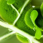 Fotografia macro ad alta definizione di una colonia verde brillante di Trichoderma atroviride che cresce su un terreno agarizzato, con accanto una giovane piantina di Arabidopsis thaliana che mostra radici laterali ben sviluppate, obiettivo macro 90mm, illuminazione laterale morbida per enfatizzare la texture, profondità di campo ridotta per isolare i soggetti.