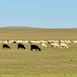 Fotografia paesaggistica delle ampie praterie della Mongolia Interna, grandangolo 12mm, con un gregge di pecore e capre al pascolo sotto un cielo vasto. Messa a fuoco nitida sull'intero paesaggio, luce naturale brillante, che evoca l'ambiente legato alla trasmissione della brucellosi.