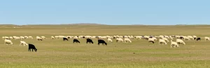 Fotografia paesaggistica delle ampie praterie della Mongolia Interna, grandangolo 12mm, con un gregge di pecore e capre al pascolo sotto un cielo vasto. Messa a fuoco nitida sull'intero paesaggio, luce naturale brillante, che evoca l'ambiente legato alla trasmissione della brucellosi.