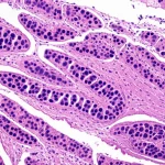 Immagine microscopica fotorealistica ad alto dettaglio che mostra cellule B regolatrici (Breg) interagenti con cellule T nel contesto del tessuto pancreatico. Si vedono chiaramente i diversi tipi cellulari e le strutture tissutali. Obiettivo macro, 100mm, messa a fuoco precisa, illuminazione controllata per evidenziare le cellule.