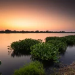 Panoramica suggestiva di un'isola del Nilo al tramonto, con lussureggiante vegetazione di macrofite acquatiche (sia emergenti che sommerse visibili vicino alla riva) in primo piano lungo la sponda, acqua calma che riflette i colori caldi del cielo, obiettivo grandangolare 18mm, lunga esposizione per rendere l'acqua setosa, messa a fuoco nitida sull'infinito per catturare l'intera scena.