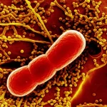 Micrografia elettronica a trasmissione fotorealistica che mostra un batterio Mycobacterium tuberculosis all'interno di un fagosoma acido di un macrofago, con dettagli ultrastrutturali visibili, illuminazione interna che evidenzia il batterio, lente ad alta magnificazione.