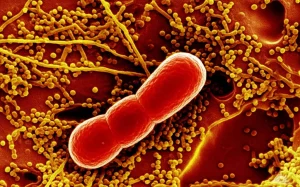 Micrografia elettronica a trasmissione fotorealistica che mostra un batterio Mycobacterium tuberculosis all'interno di un fagosoma acido di un macrofago, con dettagli ultrastrutturali visibili, illuminazione interna che evidenzia il batterio, lente ad alta magnificazione.