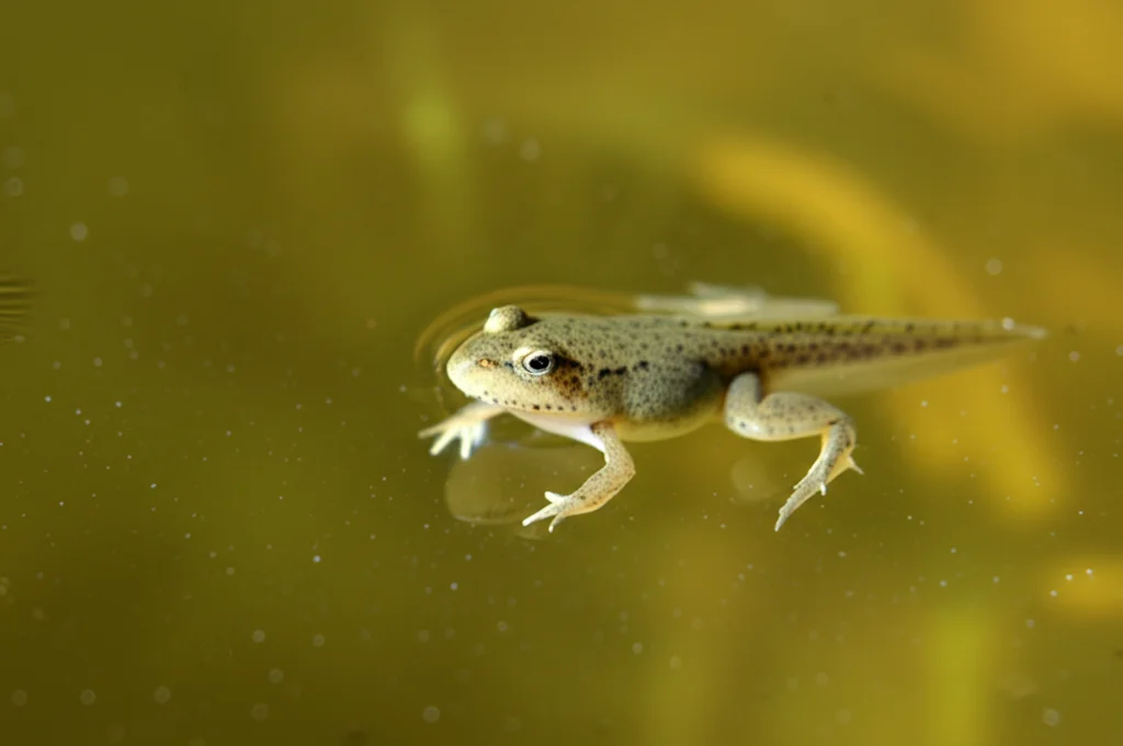 Primo piano macro di un girino di rana Pelophylax nigromaculatus che nuota in acqua limpida leggermente torbida, illuminazione controllata per evidenziare i dettagli della pelle traslucida e la forma del corpo, obiettivo macro 100mm, alta definizione, messa a fuoco precisa sulla testa e gli occhi.