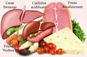 Immagine concettuale che mostra una cistifellea con calcoli accanto a cibi acidificanti come carne e formaggio e cibi alcalinizzanti come frutta e verdura. Macro lens, 60mm, high detail, controlled lighting.