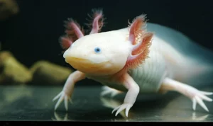 Immagine fotorealistica di un axolotl che nuota in un ambiente acquatico pulito, con un focus leggero su uno degli arti, suggerendo il potenziale rigenerativo. Obiettivo prime 35mm, profondità di campo ridotta per isolare l'axolotl, illuminazione naturale subacquea.