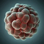 Visualizzazione 3D fotorealistica di cellule di meningioma che formano uno sferoide complesso all'interno di una matrice di idrogel trasparente, illuminato per evidenziare la struttura tridimensionale. Stile macro, alta definizione, focus nitido sullo sferoide.
