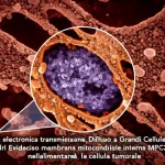 Micrografia elettronica a trasmissione stilizzata di una cellula di Linfoma Diffuso a Grandi Cellule B (DLBCL), con zoom sui mitocondri. Evidenziato sulla membrana mitocondriale interna il trasportatore MPC2, implicato nell'alimentare la cellula tumorale. Alta definizione, illuminazione drammatica per sottolineare l'importanza metabolica, obiettivo macro 100mm, profondità di campo.