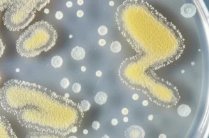 Fotografia macro con lente da 100mm di polvere di plastica PET bianca in una piastra di Petri, con colonie batteriche giallastre visibili che crescono sulla superficie, suggerendo biodegradazione. Illuminazione controllata, alta definizione, messa a fuoco precisa sulla texture della plastica e delle colonie.