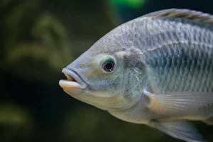 Primo piano di una Tilapia del Nilo (Oreochromis niloticus) sana che nuota in acqua limpida di un impianto di acquacoltura, focus sull'occhio vigile e le squame brillanti, illuminazione subacquea controllata per esaltare i dettagli, lente macro 105mm, alta definizione, sfondo leggermente sfocato.