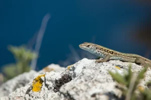Fotografia naturalistica di una lucertola Podarcis lilfordi su una roccia dell'isola di Sanitja, con sullo sfondo sfocato la vegetazione rada di finocchio marino e il mare blu intenso. Obiettivo macro 100mm, alta definizione, luce naturale controllata del mattino, messa a fuoco precisa sulla texture della pelle della lucertola e sull'ambiente circostante.