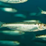 Primo piano fotorealistico di una sardina squamata (Harengula jaguana) con scaglie argentee brillanti che nuota in un banco, acque blu tropicali, obiettivo prime 35mm, profondità di campo che sfoca leggermente lo sfondo mostrando altre sardine.