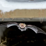 Fotografia naturalistica realistica, obiettivo teleobiettivo zoom 200mm, che cattura un pipistrello tricolore (Perimyotis subflavus) in pieno volo vicino all'ingresso di un canale sotterraneo sotto un ponte in una fredda notte d'inverno, velocità dell'otturatore elevata, tracciamento del movimento, illuminazione sottile fornita dalla luna.
