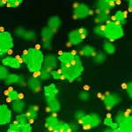 Visualizzazione concettuale della fotocatalisi: Nanoparticelle di Li2MnO3 illuminate dalla luce solare in acqua contaminata dal colorante Eriochrome Black T, con molecole di colorante che si degradano in molecole più piccole e innocue. Macro lens, 60mm, high detail, controlled lighting, focus sull'interazione tra luce, catalizzatore e molecole di colorante.