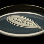 Fotografia macro di una blastocisti umana in una piastra di Petri, illuminazione controllata da laboratorio, messa a fuoco precisa sui dettagli cellulari, obiettivo macro 100mm.