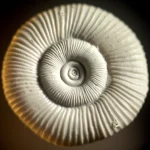 Primo piano fotorealistico di un guscio di foraminifero Amphistegina, lente macro 90mm, alta definizione, illuminazione laterale morbida per enfatizzare la texture superficiale e la forma a spirale, su sfondo neutro.