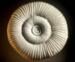 Primo piano fotorealistico di un guscio di foraminifero Amphistegina, lente macro 90mm, alta definizione, illuminazione laterale morbida per enfatizzare la texture superficiale e la forma a spirale, su sfondo neutro.