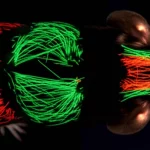 Visualizzazione fotorealistica del cervello di un topo visto dall'alto, con specifiche aree corticali (barrel field, motorie, visive) che brillano intensamente e sono interconnesse da linee luminose dense, rappresentando l'iperconnettività nello stato di veglia. Sfondo scuro per contrasto. Obiettivo macro 60mm, alta definizione, illuminazione suggestiva.