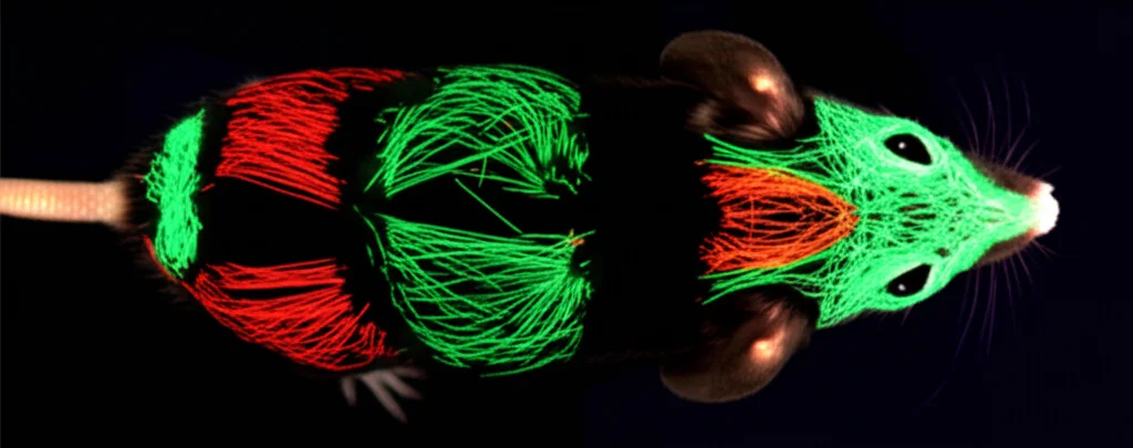 Visualizzazione fotorealistica del cervello di un topo visto dall'alto, con specifiche aree corticali (barrel field, motorie, visive) che brillano intensamente e sono interconnesse da linee luminose dense, rappresentando l'iperconnettività nello stato di veglia. Sfondo scuro per contrasto. Obiettivo macro 60mm, alta definizione, illuminazione suggestiva.