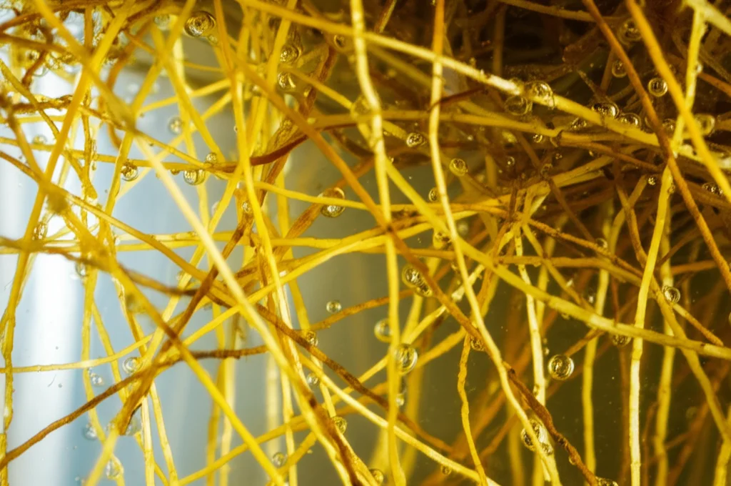 Fotografia macro di radici intricate di Hemarthria compressa immerse parzialmente in acqua limpida ma stagnante in un contenitore di vetro trasparente. Si notano piccole bolle d'aria intrappolate tra le radici. Lente macro 105mm, alta definizione, illuminazione laterale controllata per enfatizzare la texture delle radici e i riflessi sull'acqua, profondità di campo ridotta per isolare le radici centrali.