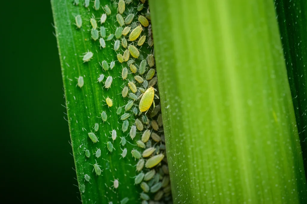 Macro fotografia di una colonia di afidi del mais (Rhopalosiphum maidis) su una foglia verde brillante di mais, obiettivo macro 100mm, alta definizione, messa a fuoco precisa sulla colonia di afidi, illuminazione controllata laterale per evidenziare i dettagli degli insetti e la texture della foglia.